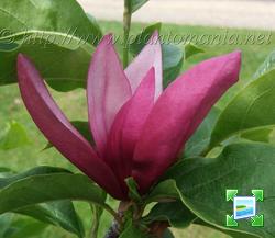 http://www.zimagez.com/miniature/magnoliaorchid.jpg