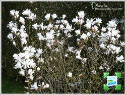 http://www.zimagez.com/miniature/magnoliastellata0.jpg