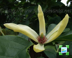 http://www.zimagez.com/miniature/magnoliasunray.jpg