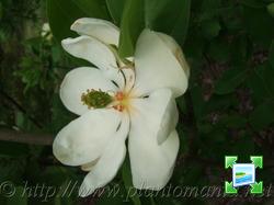 http://www.zimagez.com/miniature/magnoliavirginiana.jpg