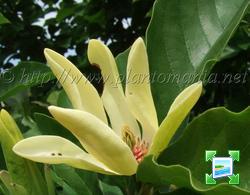 http://www.zimagez.com/miniature/magnoliaxbrooklynensiswoodsmanxgoldstar.jpg