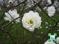 http://www.zimagez.com/miniature/magnoliaxloebnerimagspirouette.jpg