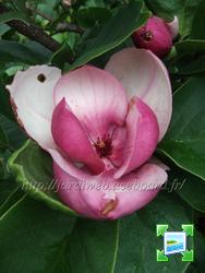 http://www.zimagez.com/miniature/magnoliaxsoulengeanarusticarubra.jpg