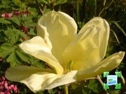 http://www.zimagez.com/miniature/magnolia-elizabeth-22042007.jpg