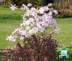 http://www.zimagez.com/miniature/magnolia-leonard-messel-jardindeclaire.jpg