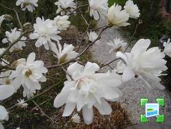 http://www.zimagez.com/miniature/magnolia-loebenri-ballerina-2.jpg