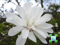 http://www.zimagez.com/miniature/magnolia-loebenri-ballerina-3.jpg
