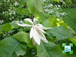 http://www.zimagez.com/miniature/magnolia-tripetala-markot-ascension-2006.jpg