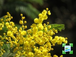 http://www.zimagez.com/miniature/mimosa15-02-0715.jpg