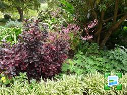 http://www.zimagez.com/miniature/palheiro-gardens-18-iresine-herbstii-begonia.jpg