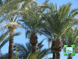 http://www.zimagez.com/miniature/palmiersdedarhayat.jpg