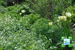 http://www.zimagez.com/miniature/pulmonaria-tulipa-dicentra.jpg