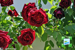 http://www.zimagez.com/miniature/roses-inconnues.jpg