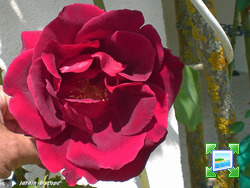 http://www.zimagez.com/miniature/rose-rouge.jpg