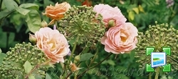 http://www.zimagez.com/miniature/rosisgarden.jpg