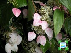 http://www.zimagez.com/miniature/schizophragmahydrangeoidesroseaenfleursrosesmedium.jpg