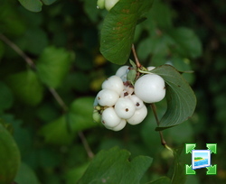 http://www.zimagez.com/miniature/symphoricarpos0.jpg