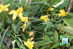 http://www.zimagez.com/miniature/tulipaclusiana1.jpg