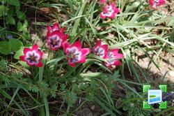 http://www.zimagez.com/miniature/tulipahageriilittlebeauty1.jpg