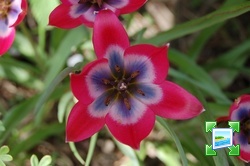 http://www.zimagez.com/miniature/tulipahagerilittlebeauty1.jpg