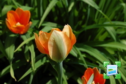 http://www.zimagez.com/miniature/tulipaprincessirene.jpg