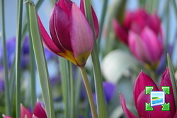 http://www.zimagez.com/miniature/tulipapulchella.jpg