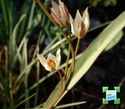 http://www.zimagez.com/miniature/tulipaturkestanica.jpg