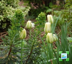 http://www.zimagez.com/miniature/tulipaviridifloraspringgreeneteuphorbiaxmartinii.jpg
