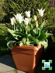 http://www.zimagez.com/miniature/tulipa-white-triumphator-12042008-1.jpg