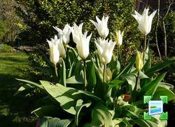 http://www.zimagez.com/miniature/tulipa-white-triumphator-12042008-2.jpg