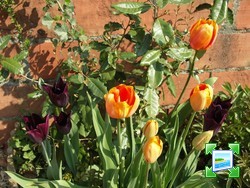 http://www.zimagez.com/miniature/tulipes.jpg
