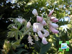 http://www.zimagez.com/miniature/wisteriabrachybotrysmedium.jpg
